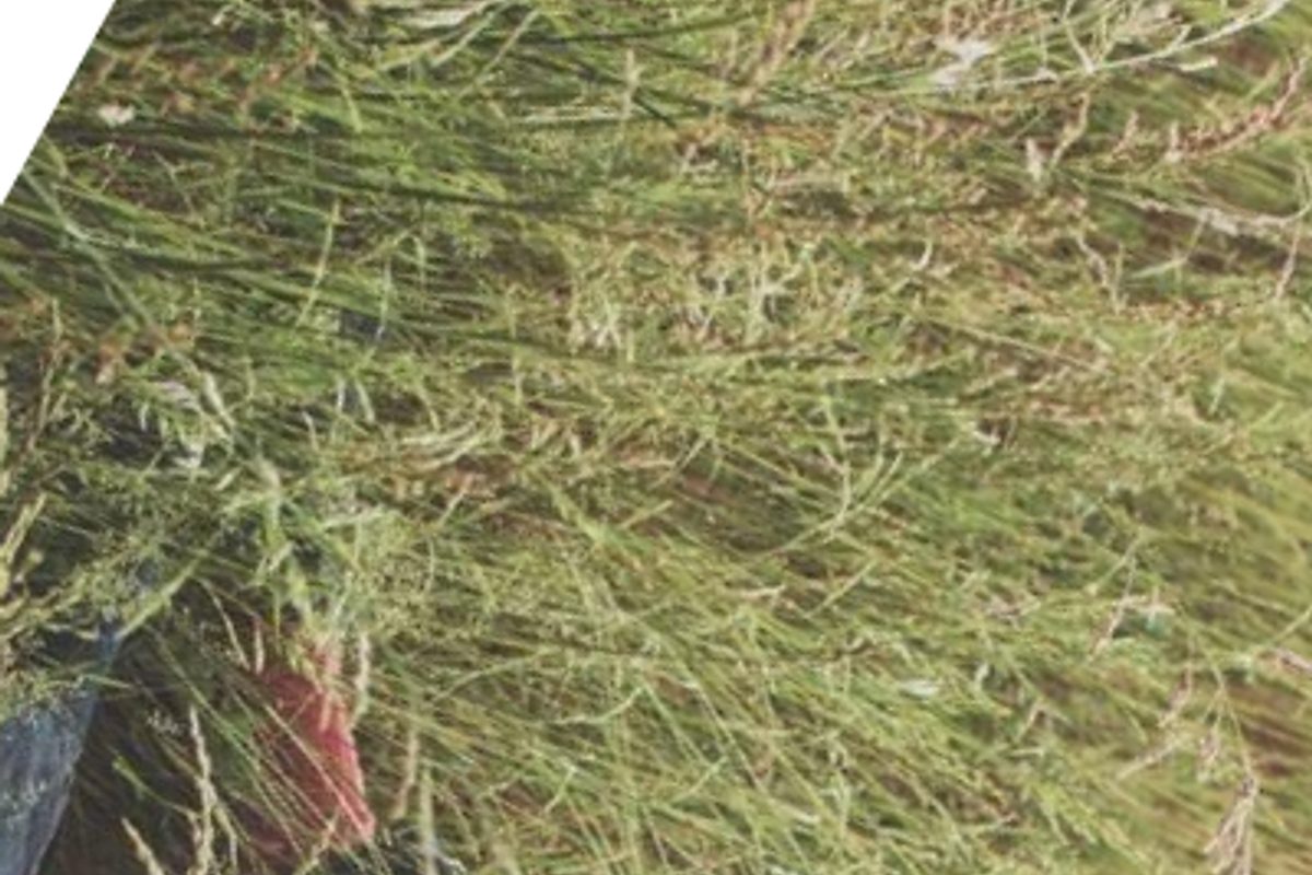 Professional golfer celebrating on the green